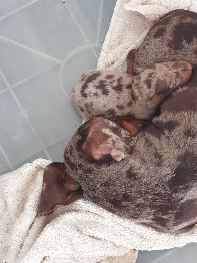 Des Arceaux De Bayonne - Chiots disponibles - Teckel poil ras